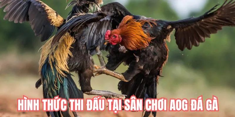 cac-hinh-thuc-da-ga-tai-sanh-da-ga-aog