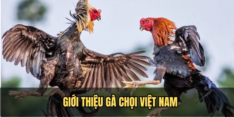 Thông tin sơ lược về các giống gà chọi Việt Nam