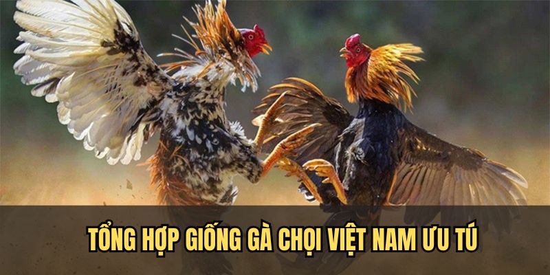 Tổng hợp một số dòng gà chọi Việt Nam ưu tú